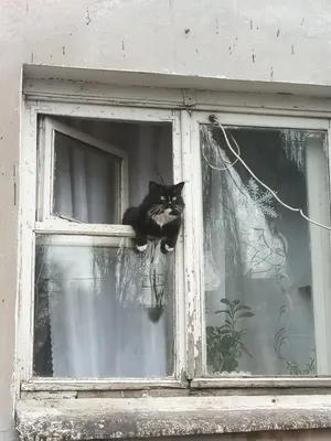Кот на окне стоковое изображение. изображение насчитывающей черный -  31639147
