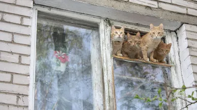 Решетка для кошек. Выгул за окно