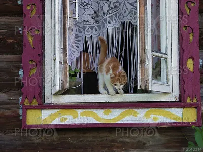Бесплатные Кот в окне стоковые фотографии | FreeImages