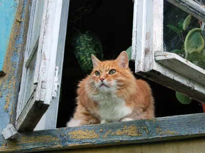 Фото Кошки в окне, by Limduey