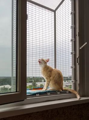 Кот в окне. стоковое фото. изображение насчитывающей дом - 211468972