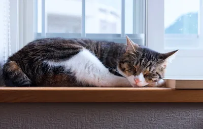 Кошачий балкончик съёмный на окно ПВХ – Кошка на окошке