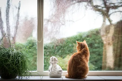 Кот на окне, 4k, реалистично, …» — создано в Шедевруме