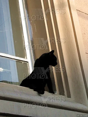 Кот на окне · Бесплатные стоковые фото