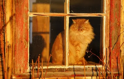 Рисунок кот на окне - 75 фото