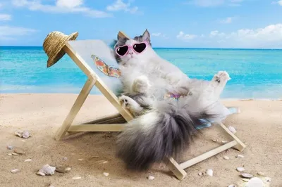 Кот на пляже фото фотографии