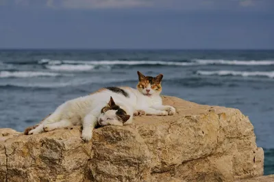 Картинки кот на пляже прикольные (68 фото) » Картинки и статусы про  окружающий мир вокруг