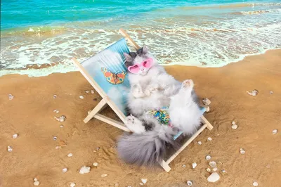 Кошка на пляже - картинки и фото koshka.top