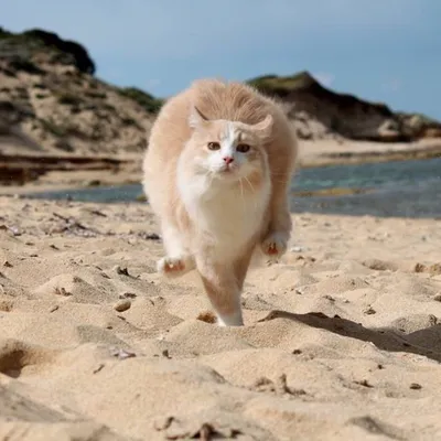 Кот на пляже, за ним солнце | Премиум Фото