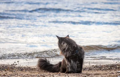 Кот на пляже 6 стоковое изображение. изображение насчитывающей конус -  124352697