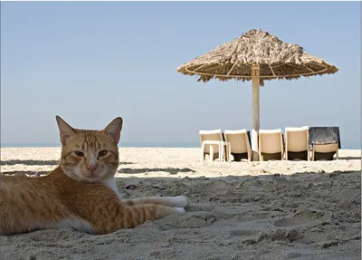 🐾 Коты на пляже 🌞 | Я — Кот! | Дзен