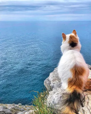 Коты на море - 72 фото
