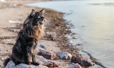 Кот в первый раз сходил на пляж | Его реакция бесценна - Питомцы Mail.ru