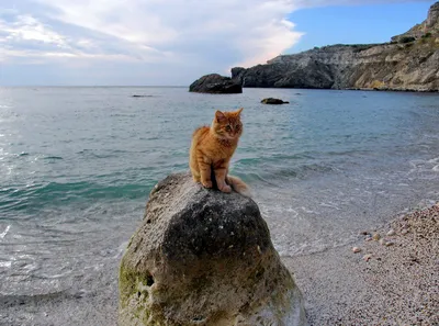 Как коты ведут себя на пляже | mylifespain | Дзен