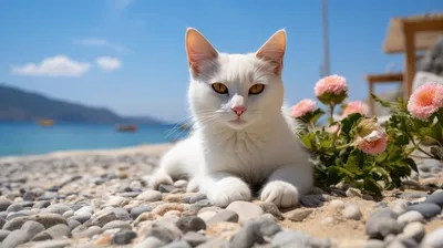 Кот, который ненавидит пляж: забавные фото