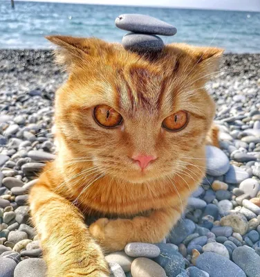 Кот на пляже» — создано в Шедевруме