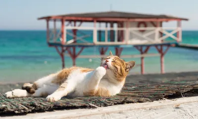 Кот лежит на пляже 2 стоковое изображение. изображение насчитывающей курорт  - 165562395