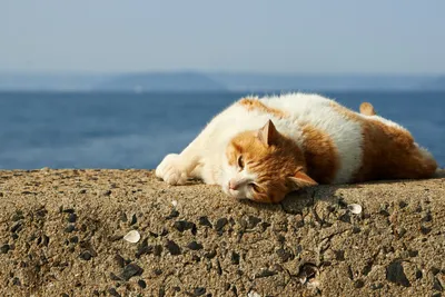 Фото Рыжий кот сидит на камне, который стоит на берегу моря и на камень  набегает морская волна. Справа вдоль берега видны скалы