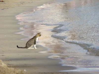 Кот на пляже» картина Разиной Елены (бумага, акварель) — купить на ArtNow.ru