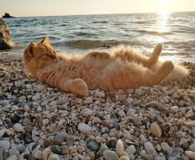 Котик на пляже | Пикабу