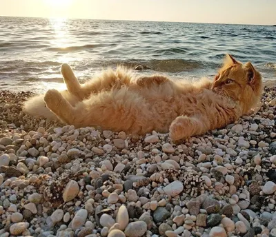 Мультяшный кот на пляже Векторное изображение ©sliplee 79729586