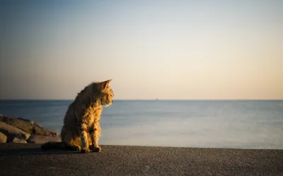 Открытка. Синие коты. Кот на пляже – Книжный интернет-магазин Kniga.lv  Polaris