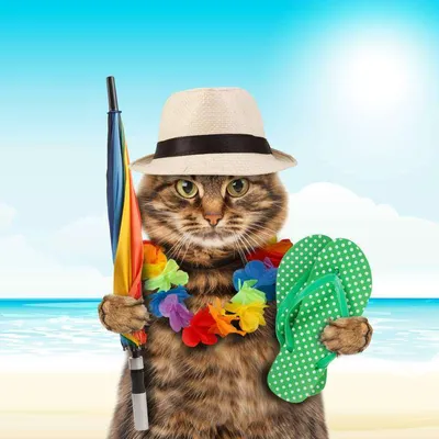 Фототюль «Кот на пляже» оптом от ТамиТекс