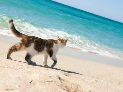 🐾 Коты на пляже 🌞 | Я — Кот! | Дзен