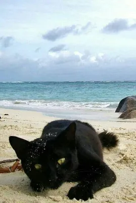 Кот и море | Пикабу