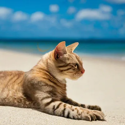 Кот высоко прыгает на песчаном пляже — Фото на аву