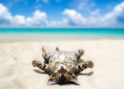 Кот в солнечных очках на пляже» — создано в Шедевруме