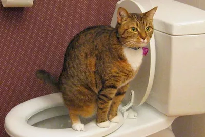 Автоматический туалет ZDK ZooWell Allian OZONE UV для кошек купить по цене  41999 ₽ с доставкой в Москве и России, отзывы, фото