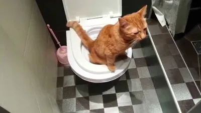 Как часто котенок ходит в туалет и что ему может мешать | Royal Canin UA