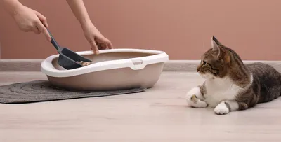 Автоматический смарт-туалет для кошек XIAOMI CATLINK LITE белый купить в  Москве