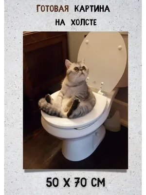 Bestkartina Картина Кот сидит на унитазе в туалете и смотрит