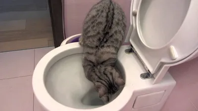 IMAC, туалет для кошек глубокий с подножкой \"Funny\", мятный, 62х49,5х33 см,  44160 купить оптом в Москве от компании КОНТИНЕТЗОО