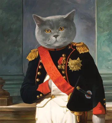 Наполеон или менуэт: описание породы кошки, характеристики, фото, правила  ухода и содержания – Petstory