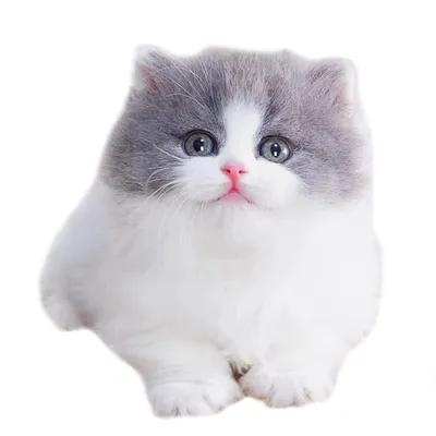Маленькие кошки: миниатюрные породы - Mimer.ru