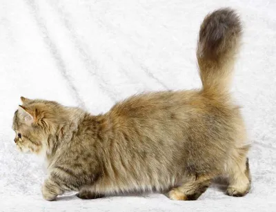 Кошка наполеон (менуэт) - фото, описание породы - PetsTime.ru