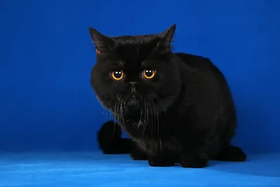 Наполеон кошка: описание, характер, фото, цена