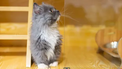 Крошечный кот наполеон очень …» — создано в Шедевруме