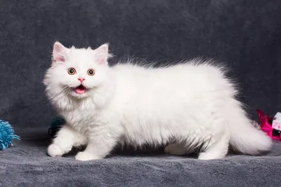 Наполеон - описание породы кошек: характер, особенности поведения, размер,  отзывы и фото - Питомцы Mail.ru
