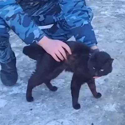 В Казани поймали кошку, которая пыталась пронести в колонию наркотики —  Реальное время