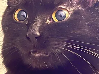 Кот наркоман - горе в семье 🙀 #коткокос | Instagram