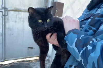 Сотрудники казанской колонии поймали кота-наркокурьера и показали его на  видео: Следствие и суд: Силовые структуры: Lenta.ru