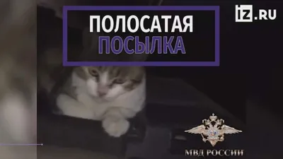 В Казани кошка-наркокурьер попыталась пронести в колонию гашиш и мефедрон