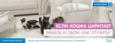 Из-за чего кошка может обижаться на вас: четыре причины — Ferra.ru
