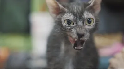 Оборотень!: гигантский кот мейн-кун заставил соцсети благоговеть