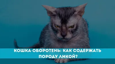 Кот-оборотень, сингапура и милые британцы: кого показали на выставке кошек  в Томске - vtomske.ru