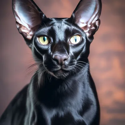 Кот ориентал чёрный блестящий …» — создано в Шедевруме